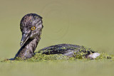 _MG_1627 Least Grebe.jpg