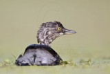 _MG_1928 Least Grebe.jpg