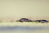 _MG_1976 Least Grebe.jpg