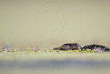 _MG_1977 Least Grebe.jpg