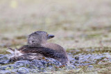 _MG_5889 Least Grebe.jpg