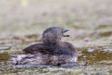 _MG_5891 Least Grebe.jpg