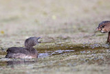 _MG_5896 Least Grebe.jpg