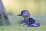 _MG_4304 Least Grebe.jpg