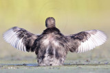 _MG_4705 Least Grebe.jpg