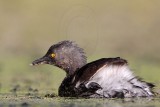 _MG_5593 Least Grebe.jpg