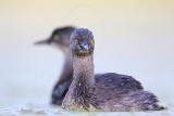 _MG_9860 Least Grebe.jpg