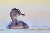 _MG_9921 Least Grebe.jpg