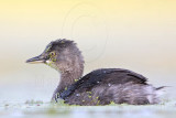 _MG_9943 Least Grebe.jpg