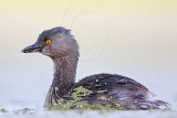_MG_9954 Least Grebe.jpg