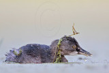 _MG_9965 Least Grebe.jpg