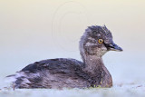 _MG_9987 Least Grebe.jpg