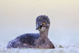_MG_9989 Least Grebe.jpg