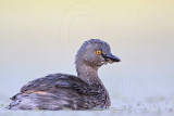 _MG_9996 Least Grebe.jpg