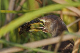 _MG_3127 American Bittern.jpg
