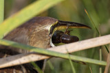 _MG_3173 American Bittern.jpg