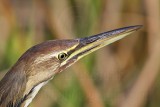 _MG_3264 American Bittern.jpg