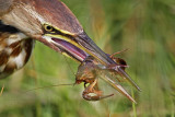 _MG_3484 American Bittern.jpg