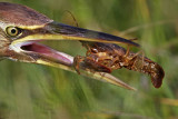 _MG_3539 American Bittern.jpg