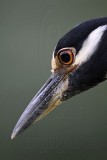 _MG_7070 Yellow-crowned Night-Heron.jpg