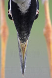 _MG_7166crop Yellow-crowned Night-Heron.jpg