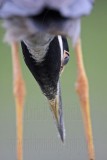 _MG_7185 Yellow-crowned Night-Heron.jpg