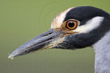 _MG_2277 Yellow-crowned Night-Heron.jpg