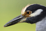 _MG_2902 Yellow-crowned Night-Heron.jpg