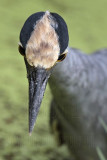 _MG_3580 Yellow-crowned Night-Heron.jpg