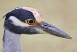 _MG_3859 Yellow-crowned Night-Heron.jpg