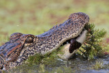 _MG_9123 American Alligator.jpg