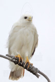 _MG_3600 Leucistic Red-tailed Hawk.jpg