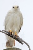 _MG_3606 Leucistic Red-tailed Hawk.jpg