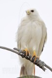 _MG_3641 Leucistic Red-tailed Hawk.jpg