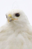 Leucistic Red-tailed Hawks - Katy - Texas -2009 and 2010