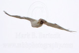 _MG_3645 Leucistic Red-tailed Hawk.jpg