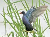 _MG_5832 Purple Gallinule.jpg