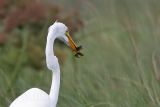 _MG_6974 Great Egret.jpg