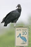 _MG_7024 Black Vulture.jpg