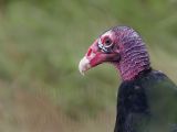 _MG_7089 Turkey Vulture.jpg