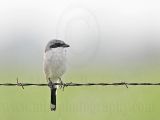 _MG_7121 Loggerhead Shrike.jpg