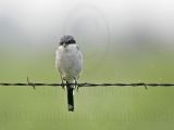 _MG_7157 Loggerhead Shrike.jpg