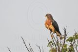 _MG_7264 Swainsons Hawk.jpg