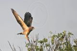 _MG_7284 Swainsons Hawk.jpg