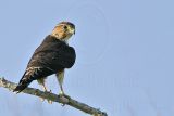 _MG_7677 Merlin.jpg