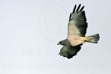 _MG_7460 Swainsons Hawk.jpg