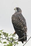 _MG_7493 Swainsons Hawk.jpg