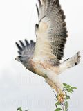 _MG_7499 Swainsons Hawk.jpg