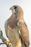 _MG_7576 Swainsons Hawk.jpg