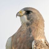 _MG_7576crop Swainsons Hawk.jpg